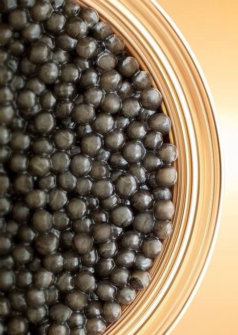 Global Acipenseridae Systems: A Micro-Structural, Socio-Economic, and Supply Chain Treatise on Contemporary Caviar Production (2000–2026)
