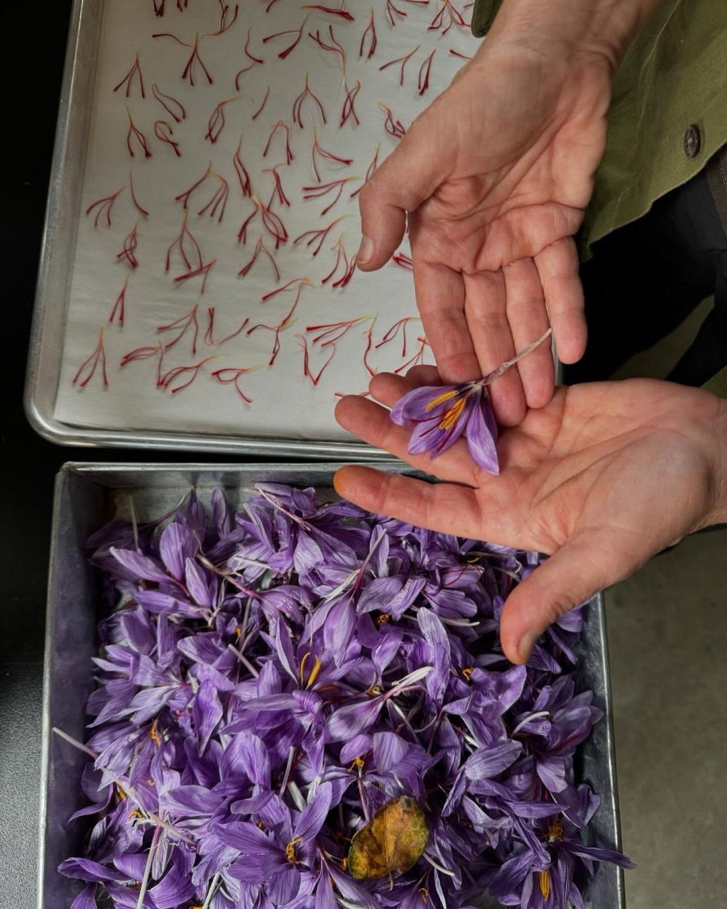The Kinetics of Extraction: An Engineering Approach to Harvesting Premium Saffron