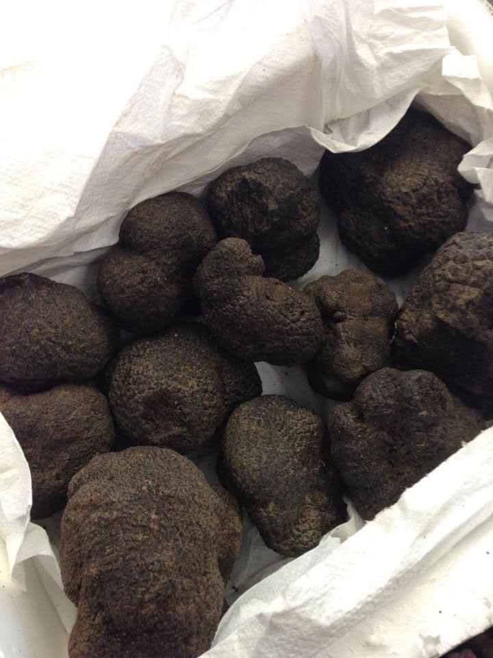 Freshly harvested Tuber melanosporum black truffle on natural soil background, illustrating premium provenance