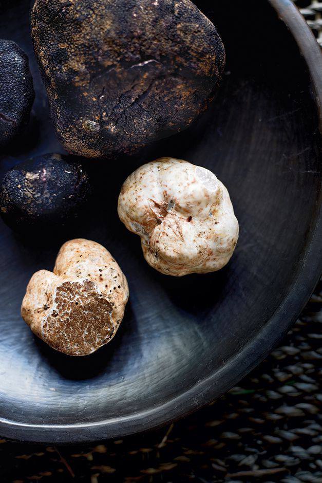Freshly harvested Tuber melanosporum black truffle on natural soil background, illustrating premium provenance