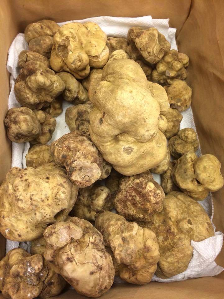 Freshly harvested Tuber melanosporum black truffle on natural soil background, illustrating premium provenance