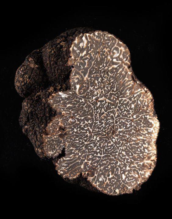 Freshly harvested Tuber melanosporum black truffle on natural soil background, illustrating premium provenance