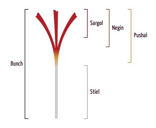 Saffron Types